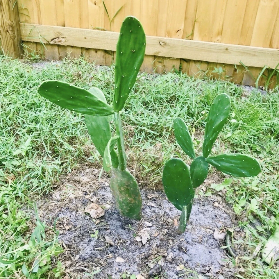 Dragon Fruit & Prickly Pear Cactus Cuttings – Lot of 2 Unrooted Green Plant Starts for Propagation