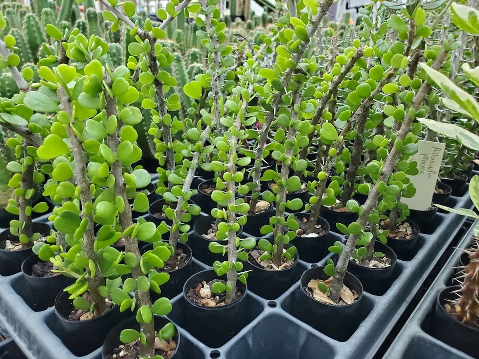 Alluaudia Humbertii Madagascar Succulent – One Rooted Cutting – Spiny Didiereaceae Plant