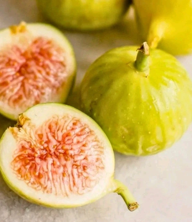 Kadota Fig Tree Cutting for Planting – 1 Fresh Unrooted Ficus Carica Stem, Cold Hardy Variety