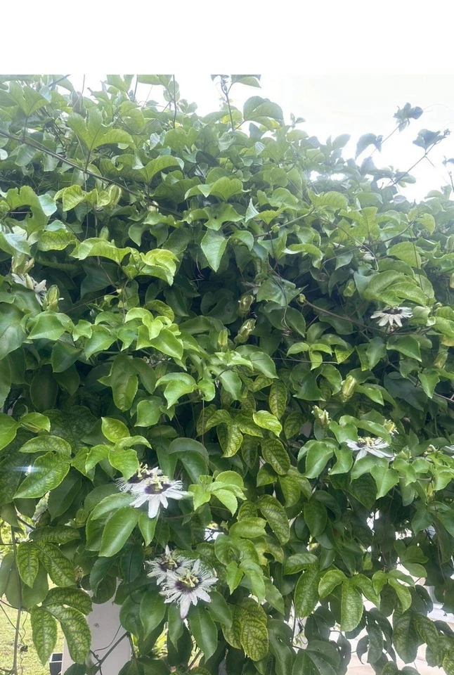 Passion Fruit Vine Cuttings – 10 Live Unrooted Passiflora Edulis Stems, 8 to 10 Inch Climbing Plant for Propagation