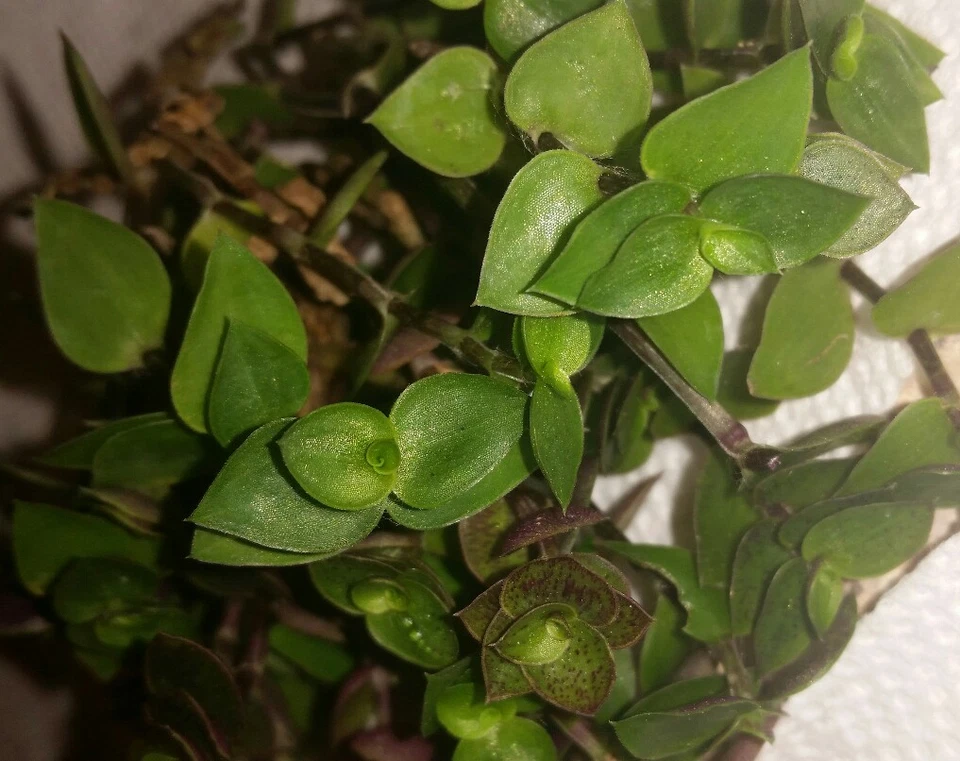Dwarf Bolivian Wandering Jew Cuttings Callisia repens, Tradescantia Minima Trailing Houseplant Set of 10