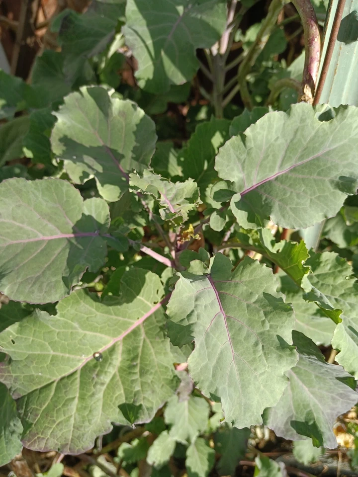 Perennial Purple Tree Kale Cuttings – 2 Live Rooted Cuttings, Hardy Leafy Green Brassica for Garden Growing