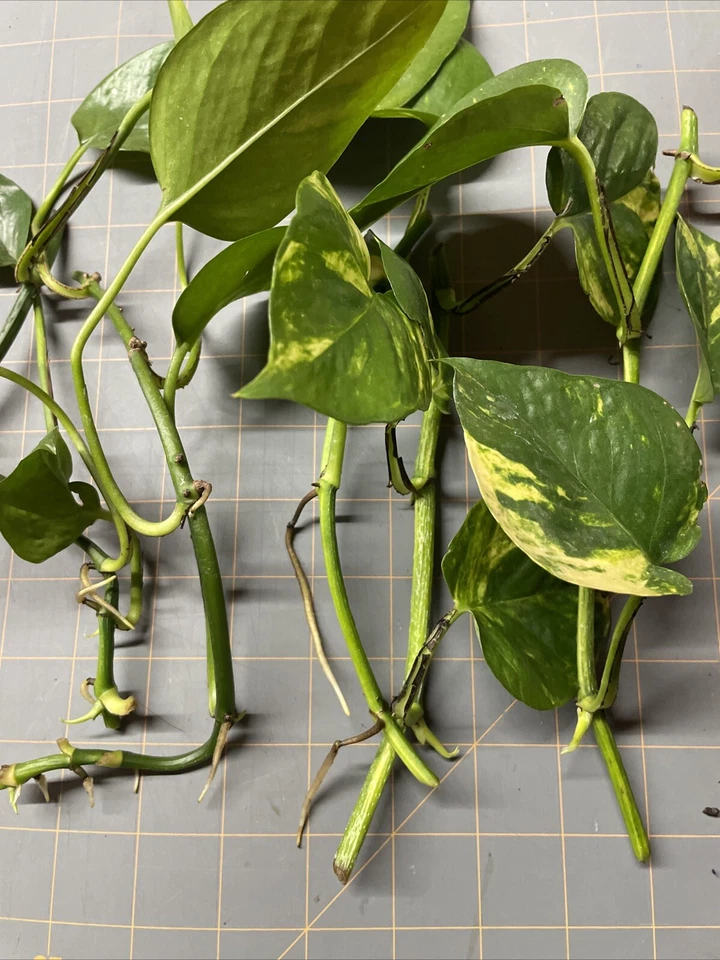 Golden Pothos Rooted Cuttings Set of 5 Live Epipremnum Aureum Houseplant for Indoor Growing