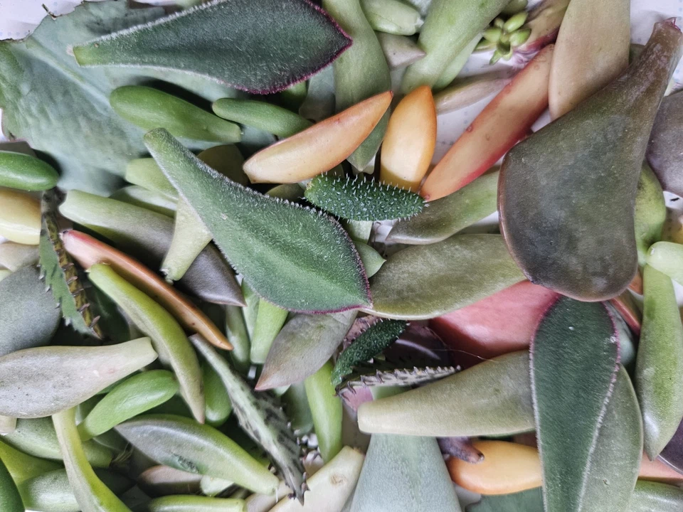 Succulent Leaf Cuttings for Propagation – 300+ Mixed Leaves with Starts, Florettes and Rosettes