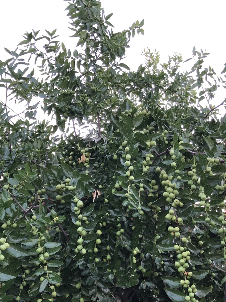 Lang Jujube Tree Cuttings – 5 Fresh Unrooted Cuttings, Chinese Red Date, Ziziphus Jujuba Propagation