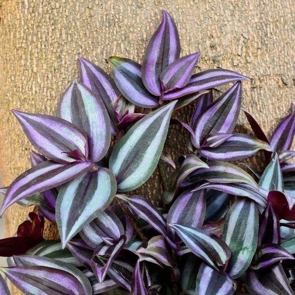 Organic Tradescantia Zebrina Cuttings – 5 Wandering Jew Plant Cuttings, Purple Green Trailing Houseplant, Ready to Plant