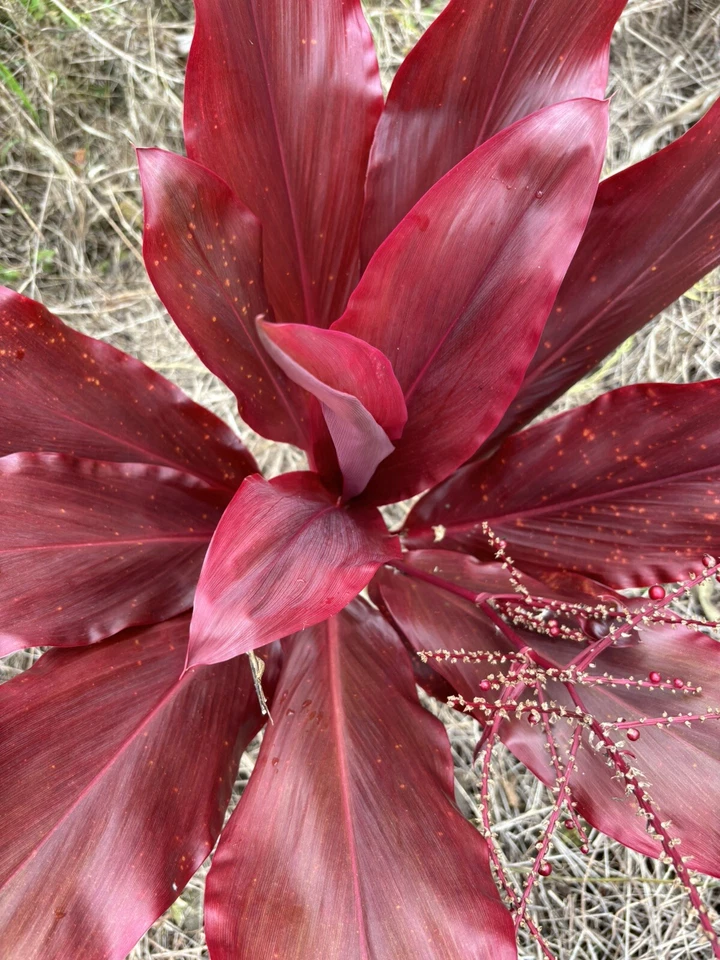 Hawaiian Lilinoe Red Ti Leaf Cuttings – Cordyline fruticosa Live Plant Starts, Fresh Unrooted Cuttings