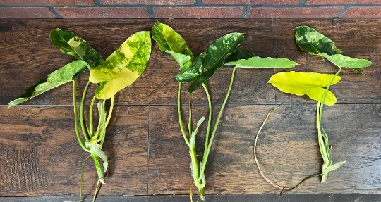 Variegated Burle Marx Philodendron Cutting for Planting – Air Roots with Nodes, Indoor Tropical Houseplant