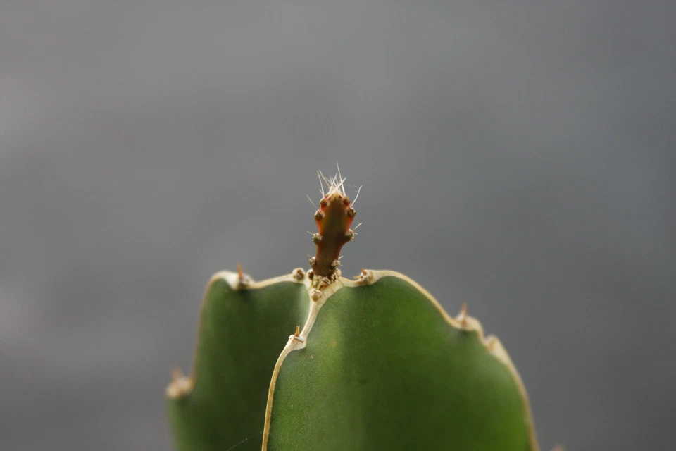 Hylocereus Undatus Grafting Stock Cuttings – 5 Pereskiopsis Cactus Stems for Grafted Cacti Propagation