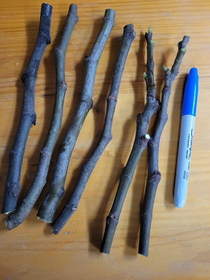 Celeste Fig Tree Cuttings Unrooted, Fruit Fig Variety for Container or Garden Growing Propagation Set of 6
