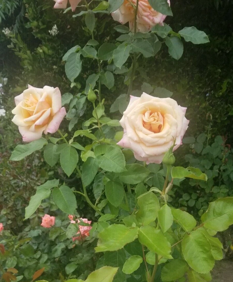 Creamy Apricot Rose Live Cuttings with Rosy Edges, Fresh Unrooted Rose Cuttings for Rooting Set of 3