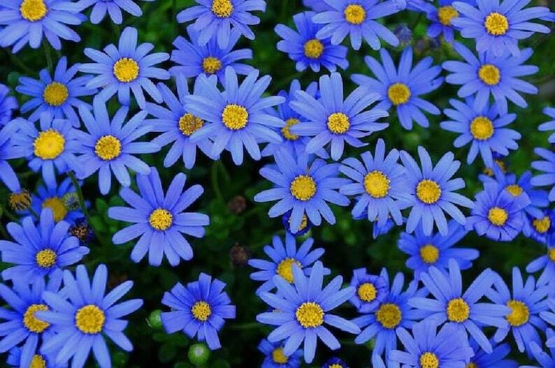 Felicia Blue Daisy Kingfisher 10 Live Cuttings for Rooting Plus 100 Seeds Ornamental Flower Plant