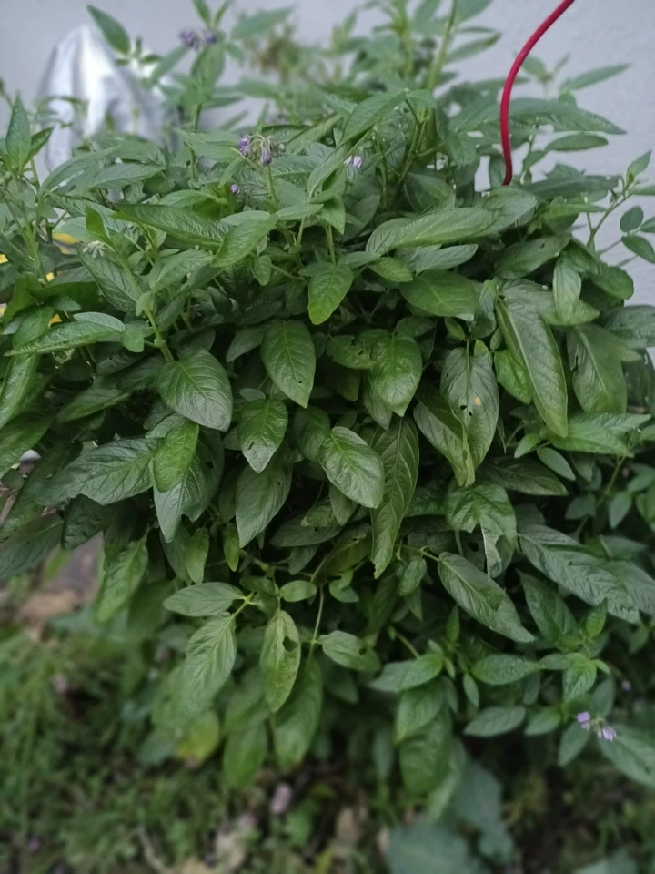 Pepino Melon Live Stem Cuttings – Solanum muricatum Cuttings for Planting, Fruit Plant Propagation