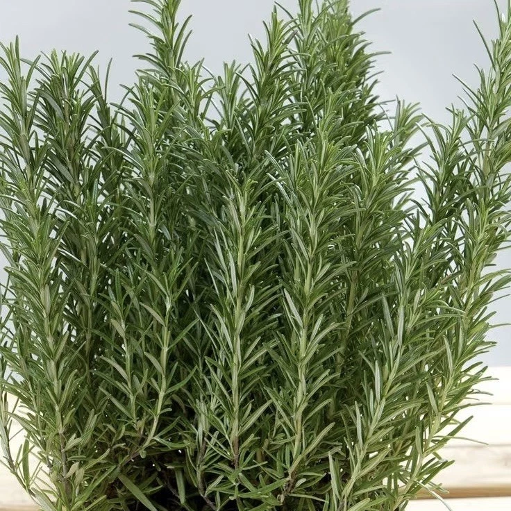Rosemary Live Cuttings, 12 Fresh 10-Inch USA Grown