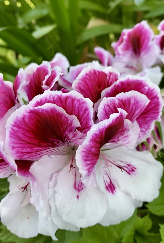 Geranium Pink & White Cuttings – 5 Live Pelargonium Cuttings Ready to Plant, Flowering Garden Plant