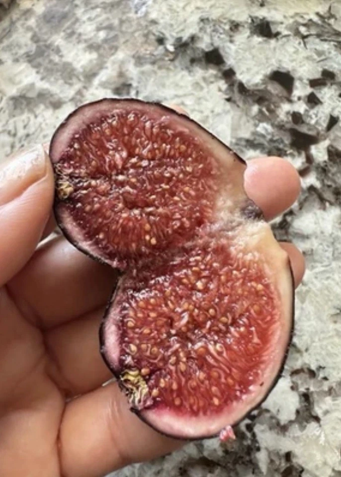 Black Madeira Fig Tree Cuttings – 2 Unrooted Cuttings 6 Inch+, 3 Buds Each, Ficus carica Fruit Tree for Propagation
