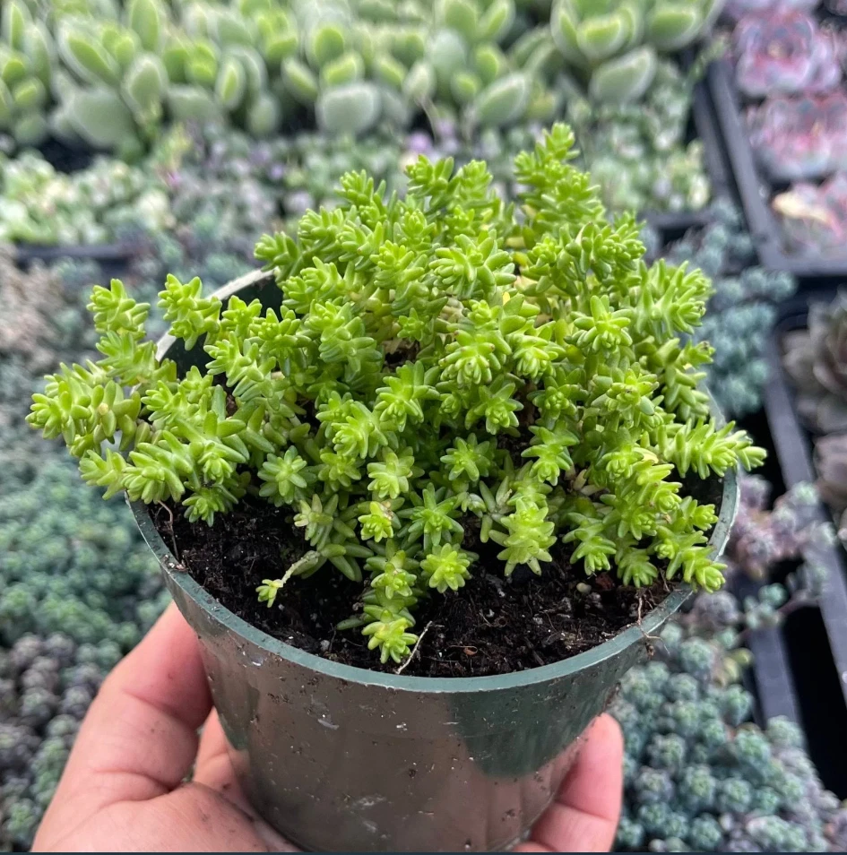 Sedum Sexangulare Succulent Live Plant – 4 Inch Potted Stonecrop Starter