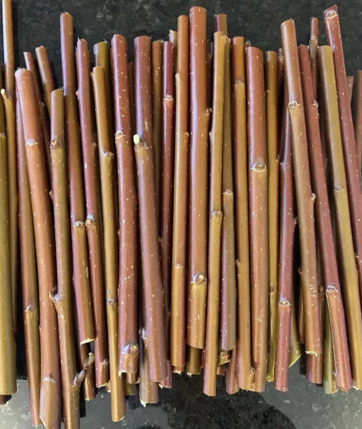 Purple Willow Cuttings – 10 Salix purpurea Unrooted Cuttings for Propagation and Craft Use