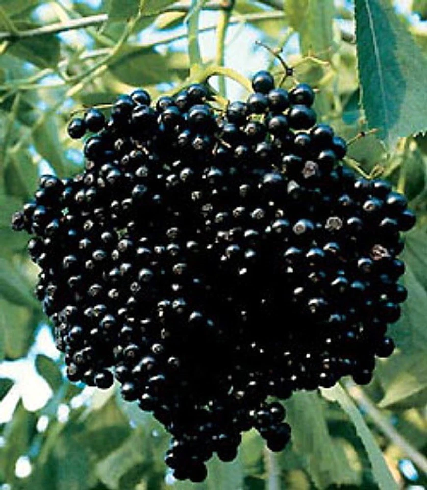 Elderberry Cuttings – 10 Live Sambucus Cuttings for Propagation and Garden Planting