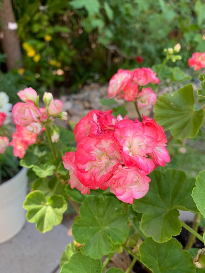 Double White Geranium Cuttings with Pink Edges – 3 Live Pelargonium Stems for Planting or Propagation