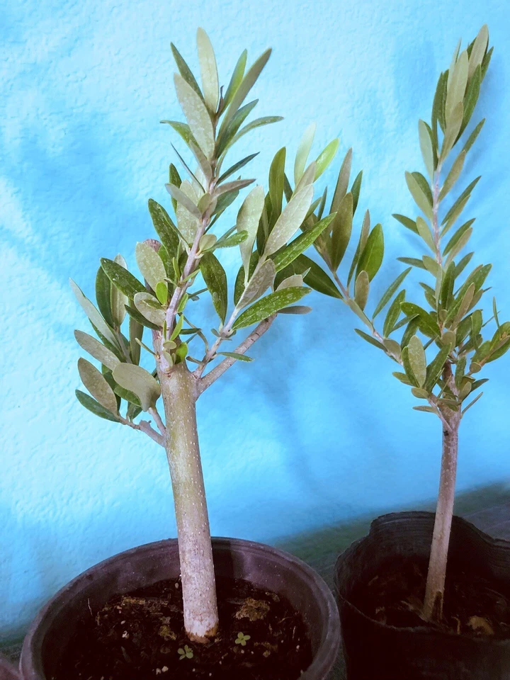 Olive Tree Live Plants – Olea europaea Fully Rooted Cuttings, 6–12 Inch Starter Trees for Container or Garden