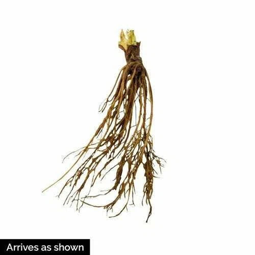 Allstar Strawberry Plants (25 Bare Root) – June-Bearing Variety – Large Sweet Berries – High Yield & Cold Hardy Garden Fruit