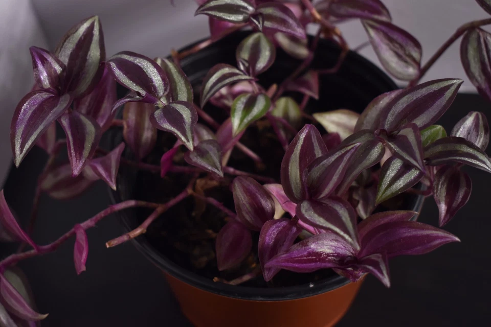 Tradescantia Wandering Jew – 12 Fully Rooted Cuttings – Easy Trailing Houseplant Starts for Pots & Hanging Baskets