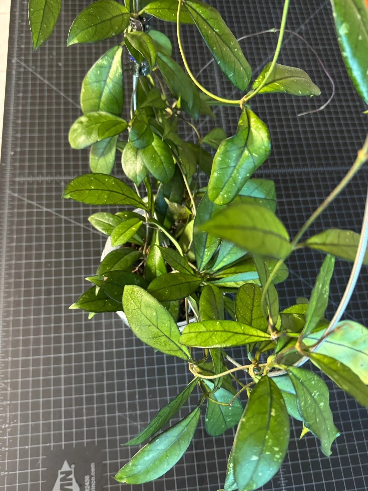 Hoya Crassipetiolata One Node Cutting – Live Unrooted Hoya Houseplant Cutting for Propagation