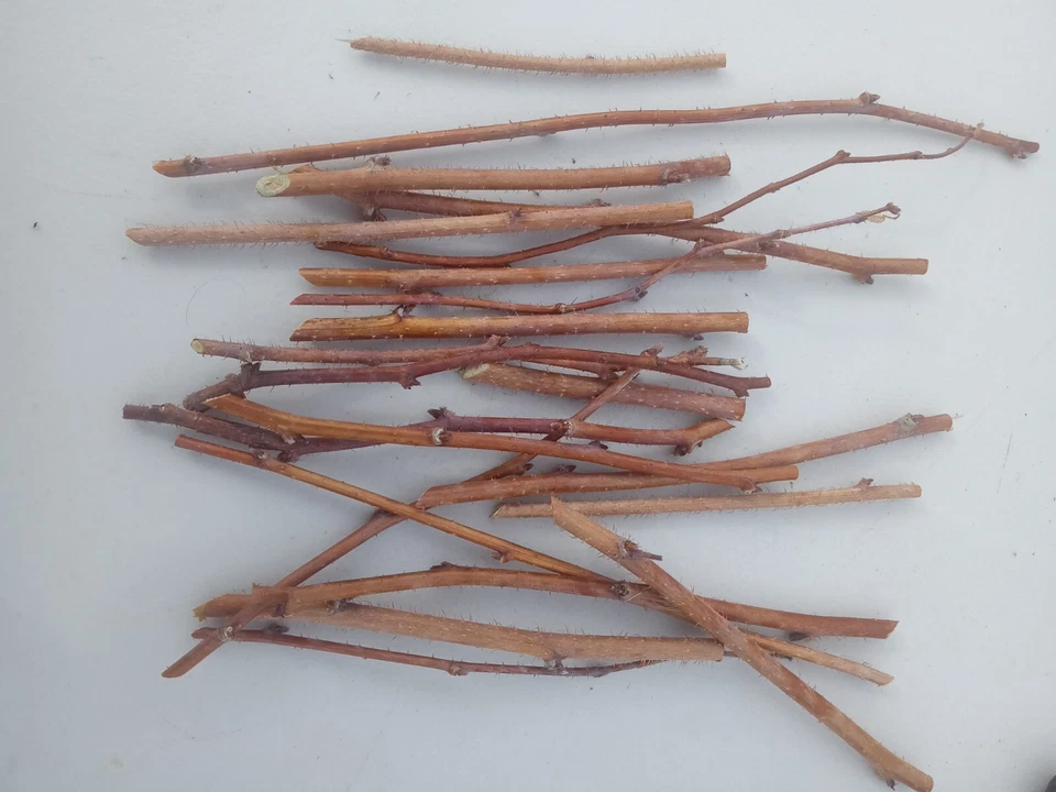 Wild Raspberry Cane Cuttings for Planting – 12 Organic Cold Hardy Stems, Rubus Berry Bush Starter