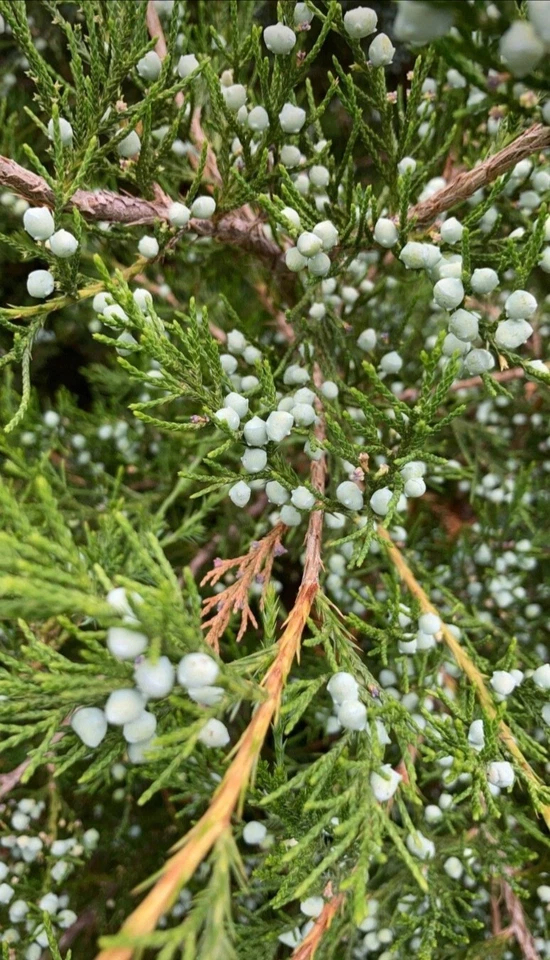 Eastern Red Cedar Cuttings Bulk Lot, 20 Fresh Juniperus virginiana Cuttings 6–8 Inches
