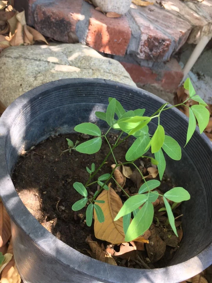 Manila Tamarind Madras Thorn Seeds – Pithecellobium dulce – 20 Seeds for Planting