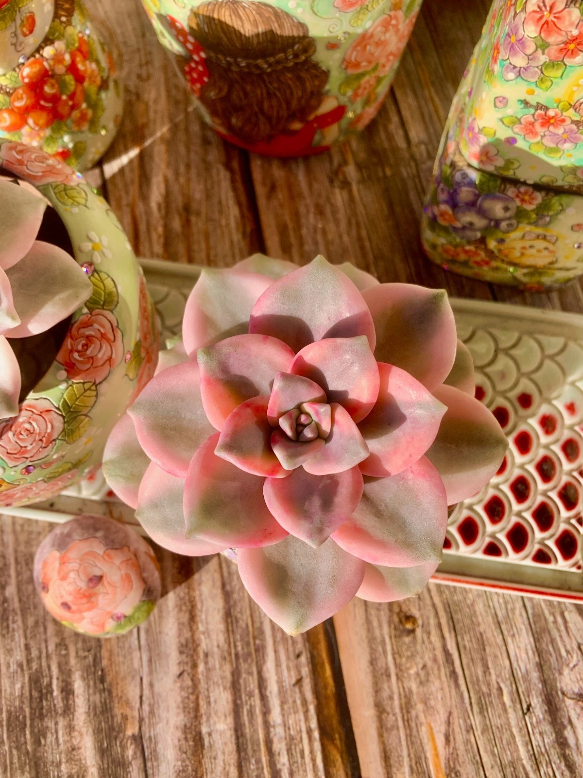 Graptopetalum Snow White Variegated Succulent – Live Bare Root Variegated Succulent Plant