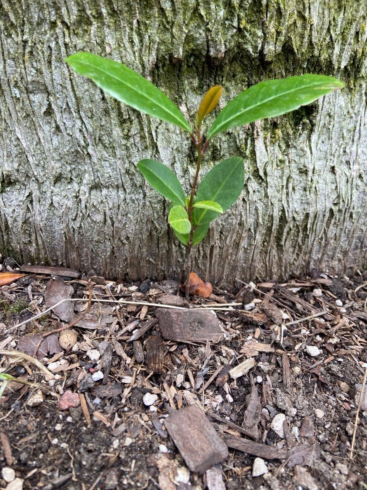 Carolina Cherry Laurel Seedlings – 5 Live Prunus caroliniana Plants, Rooted Starters for Hedge or Landscape
