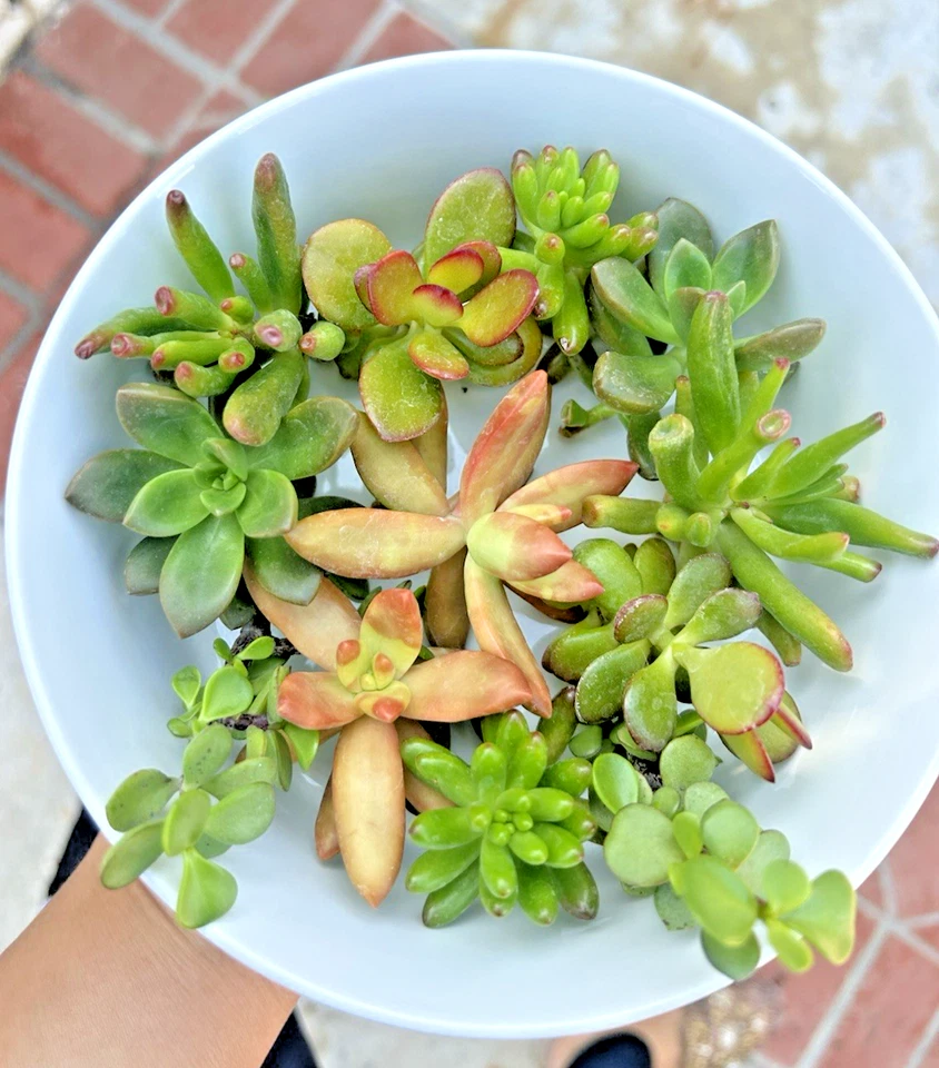 Succulent Clippings Set of 12 Unrooted Live 2 Inch Cuttings Assorted Succulents for Propagation