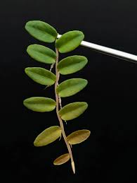 Marcgravia aff. coriacea – 10-Leaf Cutting – Shingling Terrarium Vine for Vivarium and High-Humidity Plant Displays