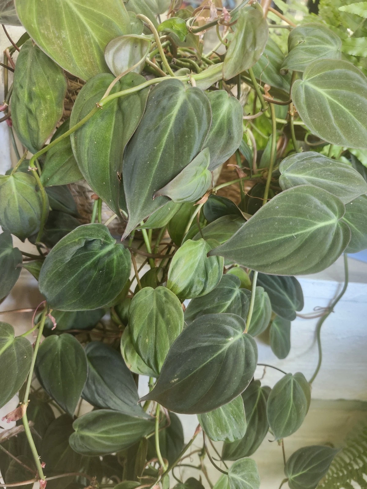 Philodendron Micans – 6 Rare Unrooted Cuttings, Velvet Aroid Vine with Bronze-Green Leaves, Easy Indoor Houseplant Starter