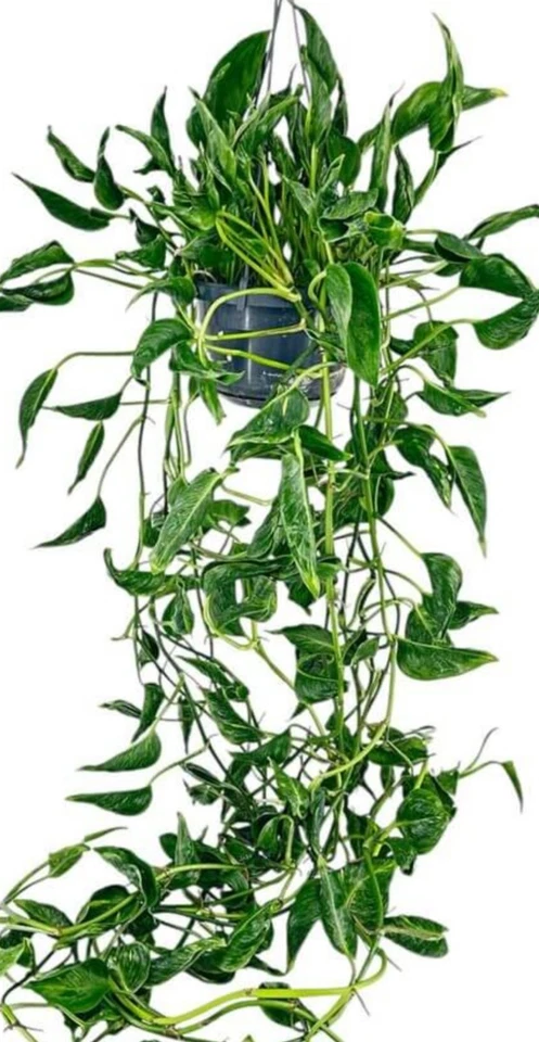 Shangri La Pothos Cuttings – 3 Fresh Epipremnum aureum Cuttings, No Roots, Curled Leaf Houseplant for Propagation