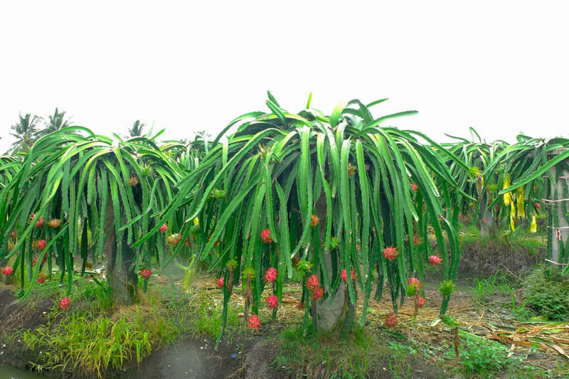 Dragon Fruit Cutting DELIGHT – Organic 6"+ Unrooted Pitaya Cutting, Hylocereus Variety for Growing, Sweet Pink Fruit Cactus