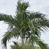 Christmas Palm Tree