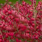 Burning Bush 'Compactus'