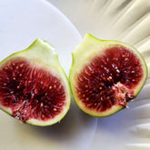 Smith Fig Cuttings (Ficus carica) - 5 Unrooted 6–8" | Rare Premium Fig Variety | Rich Sweet Flavor | Propagate Heirloom Fruit Tree