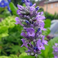 15 Organic Live California Lavender 6" Unrooted Cuttings (Lavandula angustifolia), Fragrant Garden Plant, Ideal for Growing & Propagation
