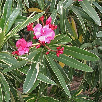 SUPER RARE Oleander 'Nerium' – 5 Fresh Cuttings for Rooting or Grafting | Fragrant Flowering Shrub