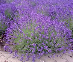 150 English Lavender Seeds | Lavandula angustifolia | Non-GMO Fragrant Herb and Flower for Borders, Pots & Pollinator Gardens
