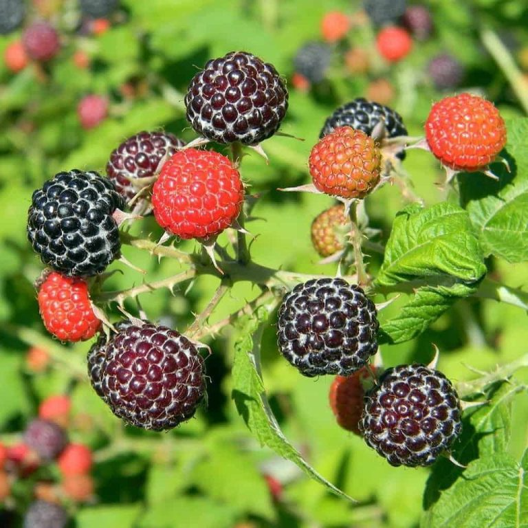 2 Black Hawk Raspberry Plants - Rubus occidentalis | 1–2 Year Old Hardy Live Fruit Plants | Sweet Black Raspberries for Garden