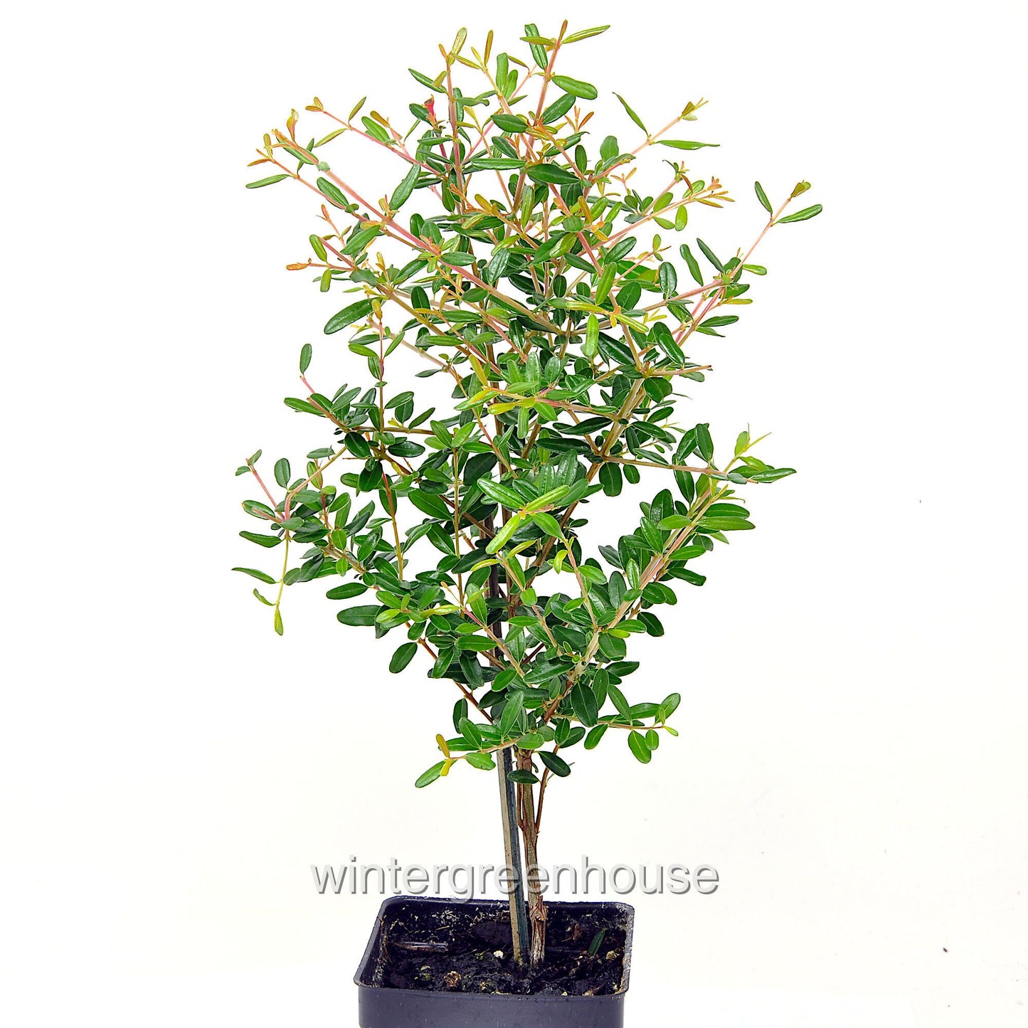 Dwarf Pomegranate Bonsai Tree - Punica granatum nana - Miniature Indoor Plant for Home & Garden Decoration