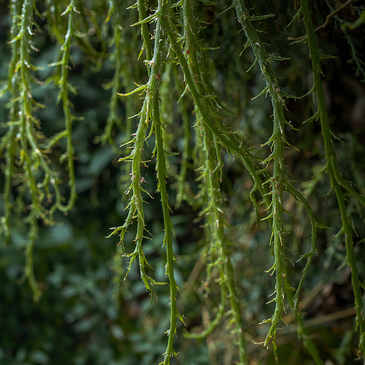 Rhipsalis sp. ‘Porto Alegre’ Cuttings – Epiphytic Cactus, 5 Unrooted Live Cuttings 4 Inches Long