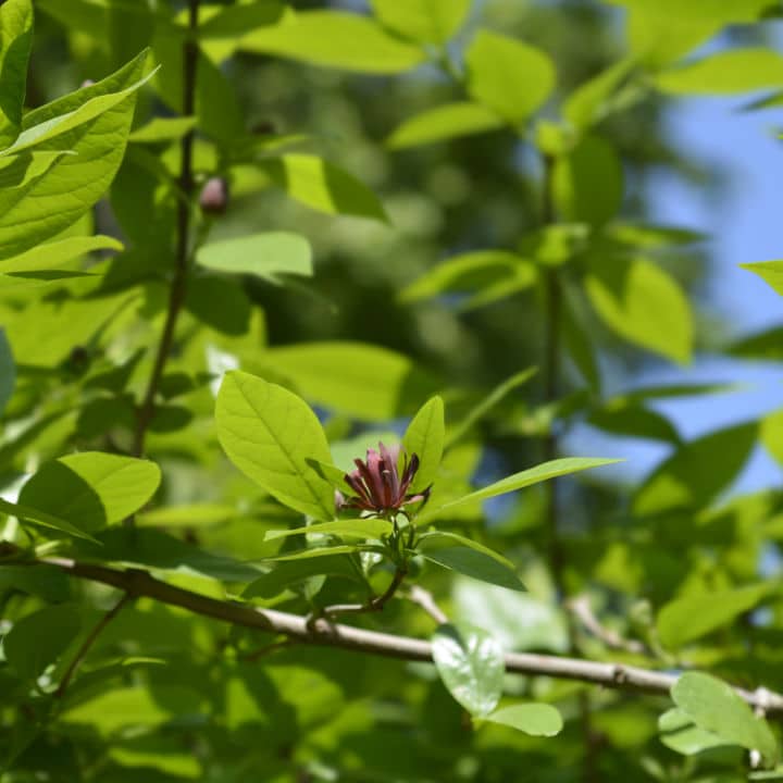 Carolina Allspice | Shop Shrubs by Growing Home Farms