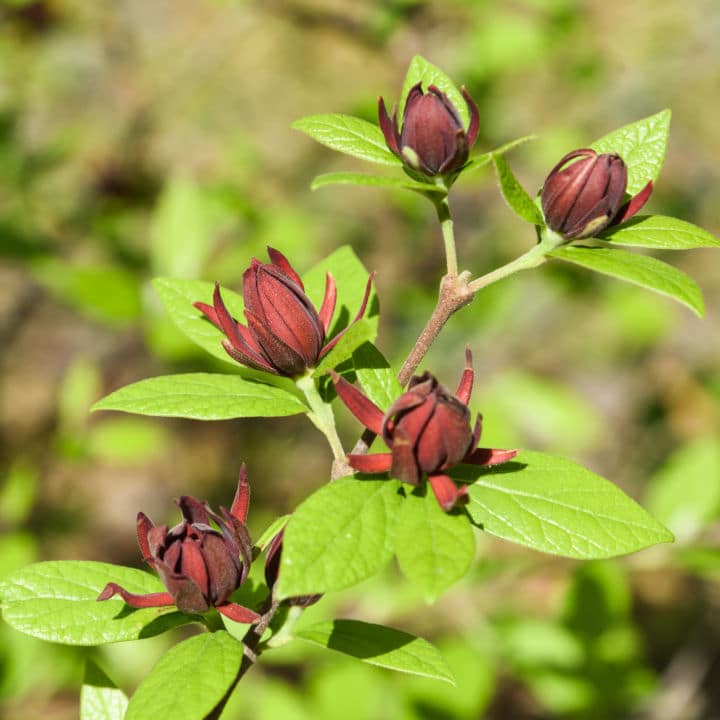 Carolina Allspice | Shop Shrubs by Growing Home Farms