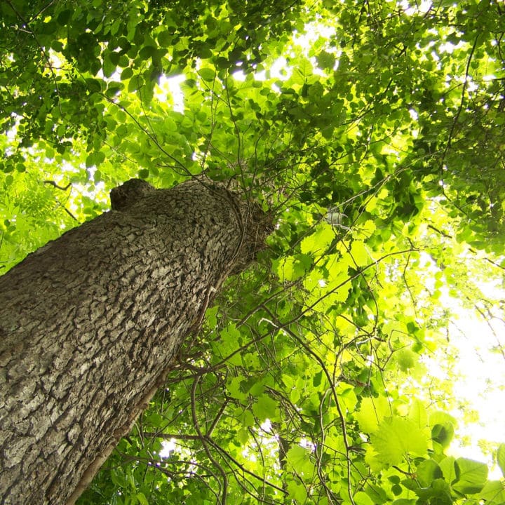 American Beech | Shade Tree by Growing Home Farms